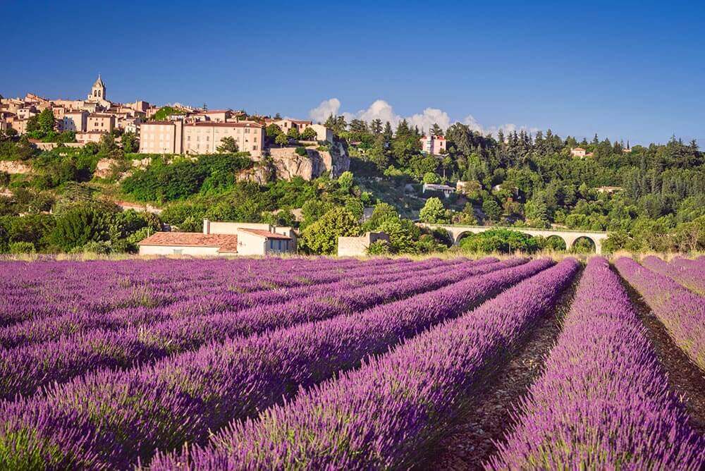 champ lavande provence